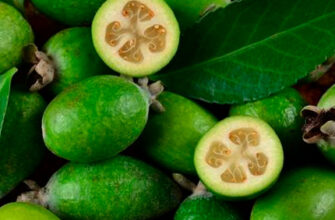 Користь фейхоа для організму: вітаміни, антиоксиданти та імунітет