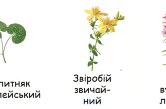 Огляд основних видів рослин, що зустрічаються в українських лісах