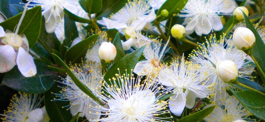 Корисні властивості квітки мирт: чому варто мати вдома цю рослину