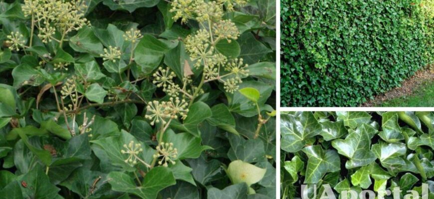 Чи можна висаджувати плющ на присадибній ділянці: особливості та поради