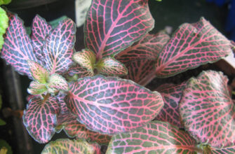 Що не любить фітонія: помилки догляду, які заважають росту