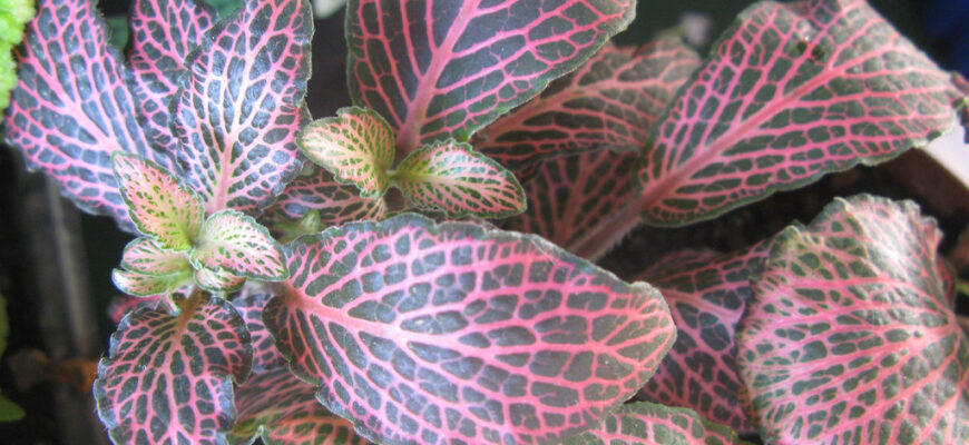 Що не любить фітонія: помилки догляду, які заважають росту