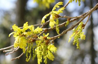 Як розпускається дуб: стадії розпускання листя навесні