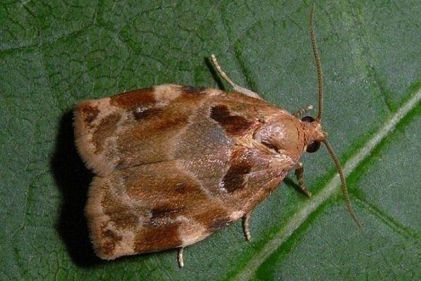 Ефективні методи обробки яблунь і груш від шкідника листовійки