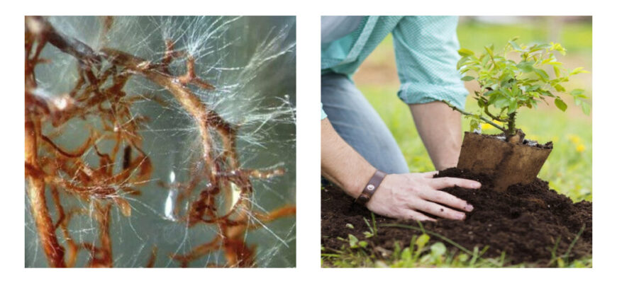 Як правильно та ефективно вносити триходерму в ґрунт: покрокова інструкція