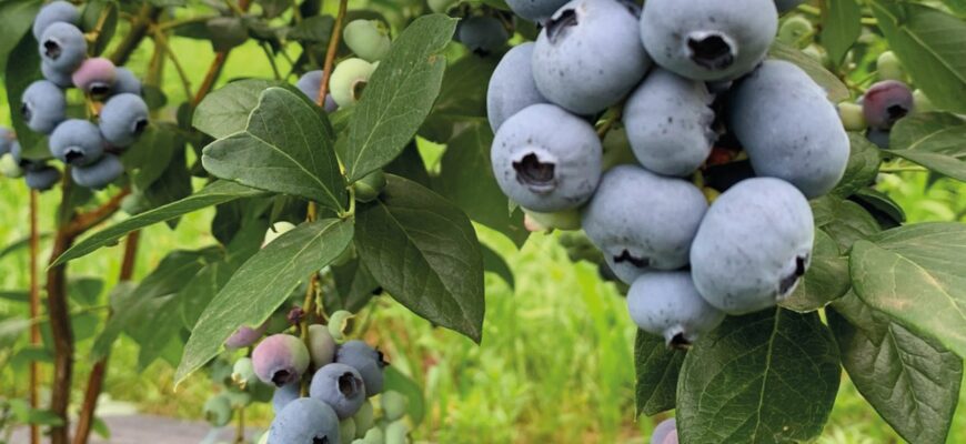 Оптимальний урожай лохини з одного гектару: аналіз та прогноз 2023