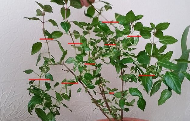 Як захистити фуксію від спеки: ефективні поради та рішення