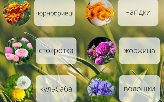 Види квіток: різновиди, характеристики та цікаві факти про квіти