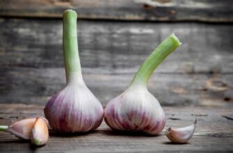 Як виглядає часник на початку проростання: детальний опис і фото