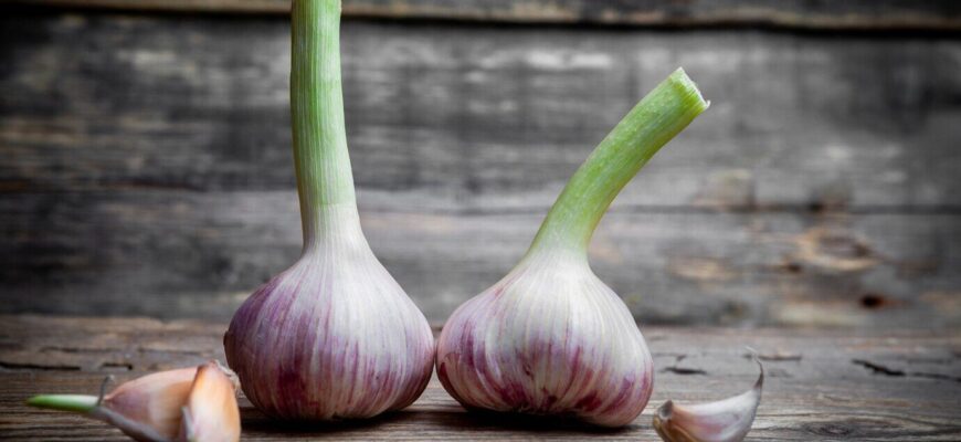 Як виглядає часник на початку проростання: детальний опис і фото