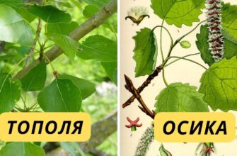 Як розпізнати осику: головні ознаки та відмінності дерева