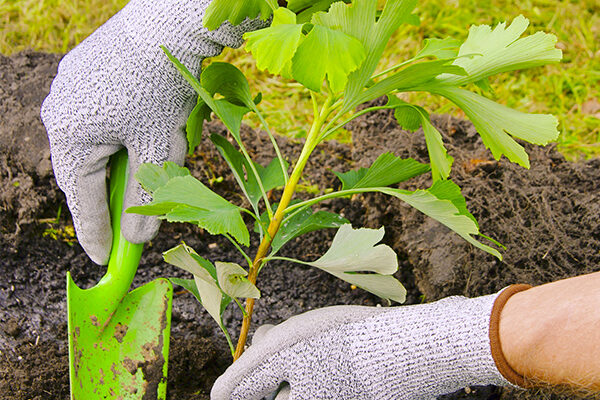 Як правильно посадити дерево гінкго білоба: покрокова інструкція