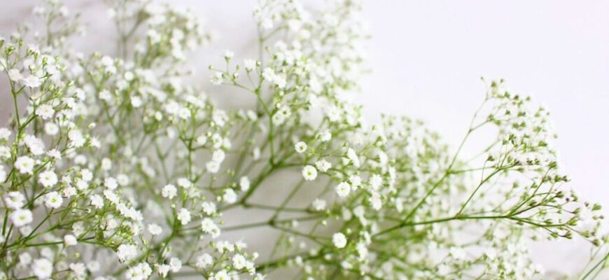 Чи можна вирощувати гіпсофіли вдома: поради та рекомендації для успіху