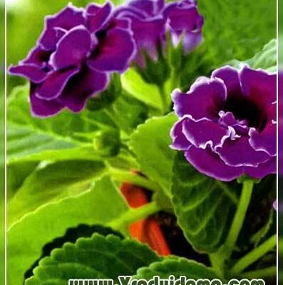 Коли пересаджувати діток глоксинії: оптимальні терміни та поради