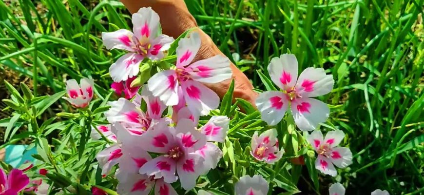 Ідеальний ґрунт для годеції: поради з вибору та підготовки землі