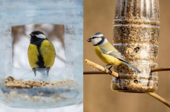 Як привабити снігурів до годівниці: поради для успішного спостереження
