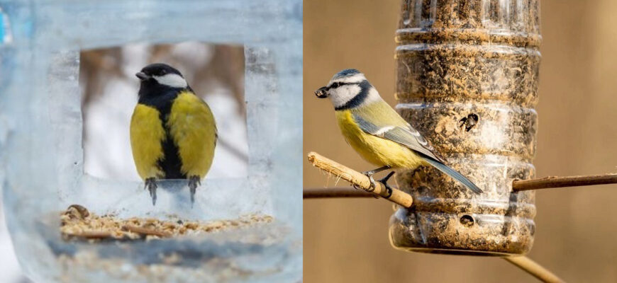 Як привабити снігурів до годівниці: поради для успішного спостереження