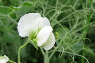 Який вид суцвіття притаманний рослині гороху: детальний огляд