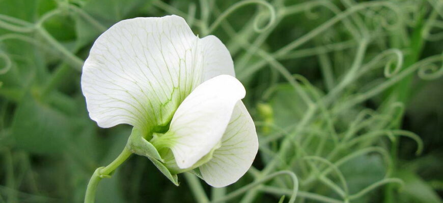 Який вид суцвіття притаманний рослині гороху: детальний огляд