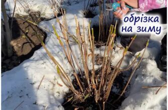 Як правильно обрізати Волотисту гортензію на зиму: поради та рекомендації