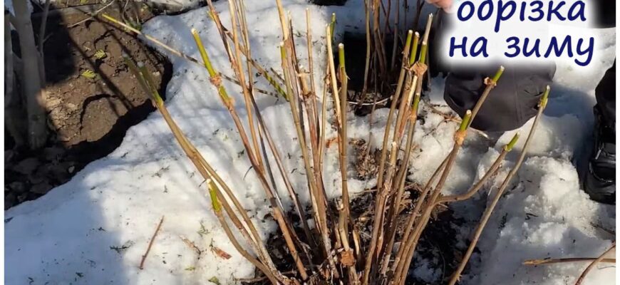 Як правильно обрізати Волотисту гортензію на зиму: поради та рекомендації