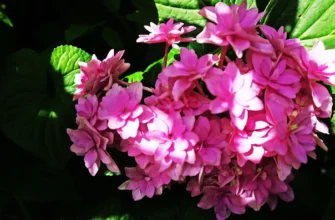 Оптимальні добрива для гортензій ранньою весною: поради та рекомендації