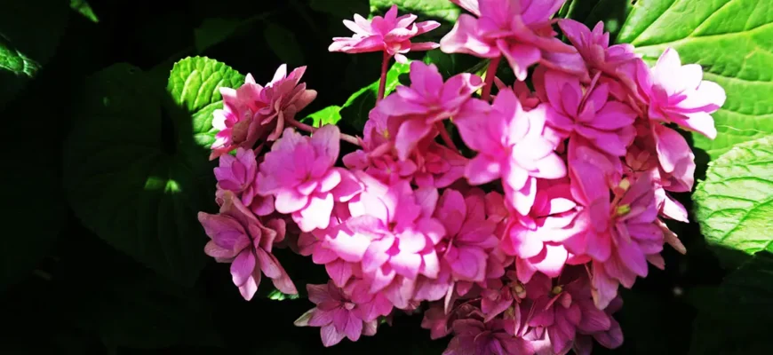 Оптимальні добрива для гортензій ранньою весною: поради та рекомендації