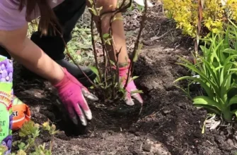 Коли і як правильно висаджувати гортензію в ґрунт навесні?