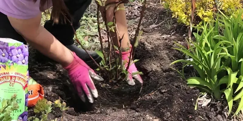 Коли і як правильно висаджувати гортензію в ґрунт навесні?