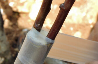 Оптимальні терміни для щеплення дерев: коли краще проводити процедуру