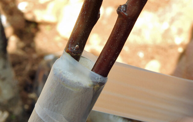 Оптимальні терміни для щеплення дерев: коли краще проводити процедуру