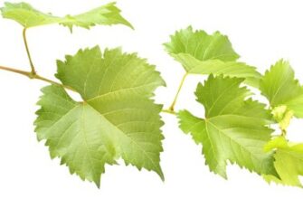 Де можна застосувати листя винограду: корисні ідеї та поради