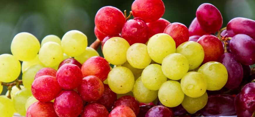 Виноград: Який колір вважається найкориснішим для здоров’я?