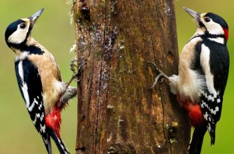 Як відрізнити самку дятла від самця: покрокова інструкція