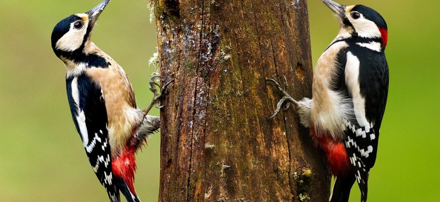 Як відрізнити самку дятла від самця: покрокова інструкція