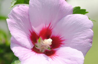 Національна квітка Кореї: що символізує гібіскус