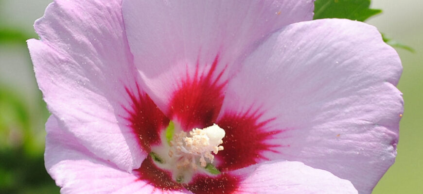 Національна квітка Кореї: що символізує гібіскус