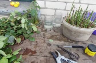 Як зберігати живці троянд узимку: покрокова інструкція та поради