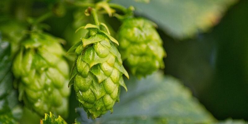 Як отримати насіння хмелю: покроковий гід для садівників-початківців