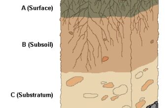Що сприяє утворенню гумусу в ґрунті: основні фактори та процеси
