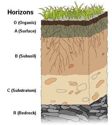 Що сприяє утворенню гумусу в ґрунті: основні фактори та процеси