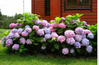 Як забезпечити пишне цвітіння гортензії: ключові поради та рекомендації