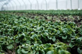Як оздоровити ґрунт у теплиці: ефективні методи та поради
