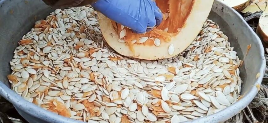 Як правильно обрати гарбузове насіння: поради для вдалого вибору