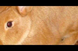 Як визначити, коли настав час каструвати вашого кролика: ключові ознаки