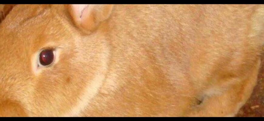 Як визначити, коли настав час каструвати вашого кролика: ключові ознаки