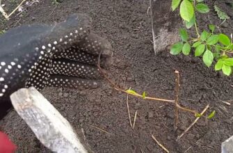 Коли прокидається гранат: весняне відродження після зимового сну