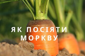 Як правильно відмінювати слово “морква” в українській мові: поради