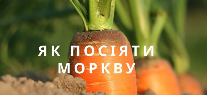 Як правильно відмінювати слово “морква” в українській мові: поради