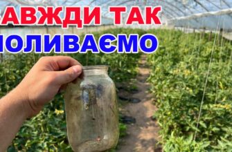 Як правильно здійснювати полив у теплиці: рекомендації та поради